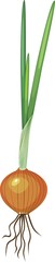 Obraz premium Sprouted onion bulb with green leaves on white background