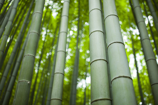 Arashiyama forest, Kyoto, Japan.