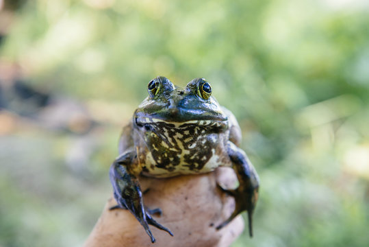 Frog in a child's hand