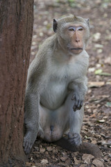 Monkeys - rhesus macaque in one of the temples of Thailand.