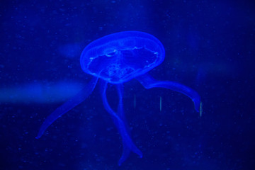 Naklejka na ściany i meble Large transparent jellyfish swimming.