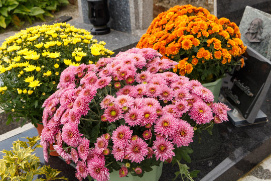 Plants de chrysanthèmes sur une tombe pour la Toussaint