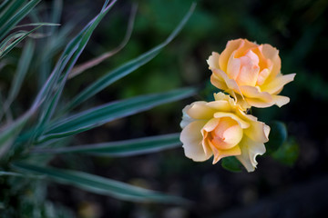 Close up of orange and yellow rose isolated with natural blurred background and copyspace. Selective focus. Shallow depth of field.