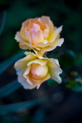 Close up of orange and yellow rose isolated with natural blurred background. Selective focus. Shallow depth of field.