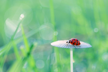 Naklejka premium Walk around the small red ladybugs