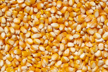 Maize kernels