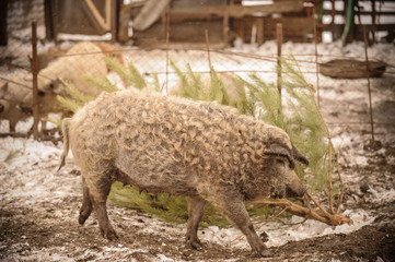 Fototapeta premium Pigs play with a Christmas tree. Breed Hungarian mangalitsa.