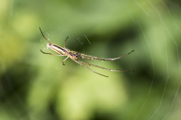 Spider on a spider web close-up