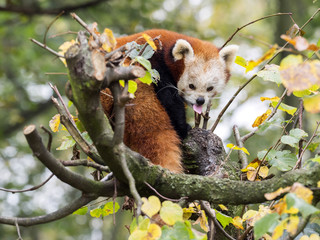 Red panda, Ailurus fulgens, tired of tongues