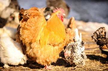Addition of chickens and cocks with vitamin mixture. Breeds Pavlovskaya, Orpington, Chinese silky.