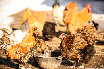 Addition of chickens and cocks with vitamin mixture. Breeds Pavlovskaya, Orpington, Chinese silky.