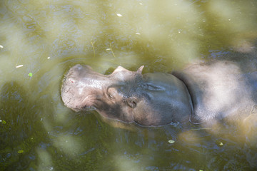 A large, thick-skinned hippopotamus swims in the pond.