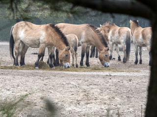 Przewalski's horse, Equus przewalskii was re-planted in nature in Mongolia and China