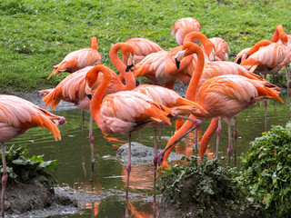 a flock of beautifully red Phoenicopterus ruber, Greater Flamingo