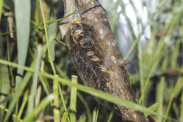 Caterpillar weaves a cocoon on a branch