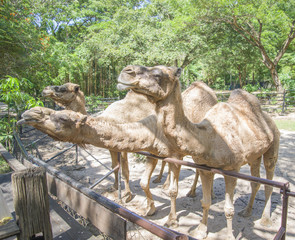 A herd of camels in the tropical zoo.