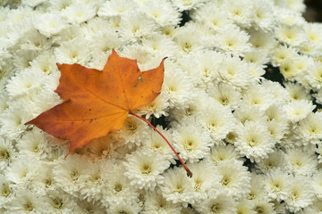 single autumn, brown leaf lying on white chrysanthemum flowers