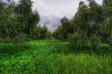 olive field