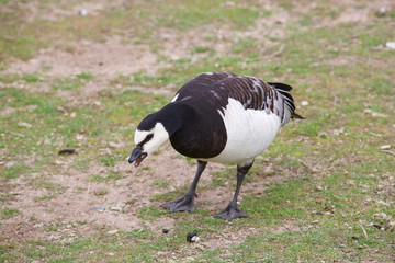 La Canaroie semipalmée "Magpie Goose" espèce d'oiseaux rare