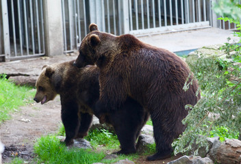 l'accouplement de l'ours brun