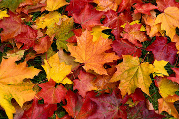 Naklejka na ściany i meble Autumn. Multicolored fallen leaves.