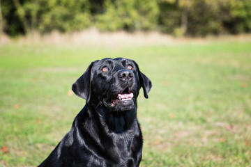 Black dog in the park at sunny day.