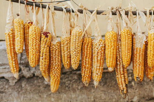 Dried corn