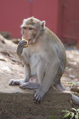 A wild rhesus monkey eats a banana..