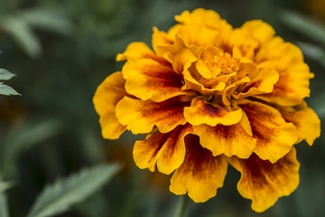 orange marigold