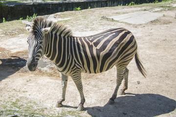 A lone Zebra walking in the Savannah.