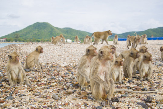 Monkey island. Thailand. Monkey looking into the distance.