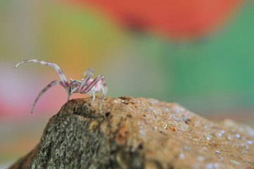 Close-up of Pink Spider on Stone, Macro Theme