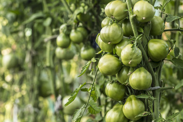 tomatoes ripen on a bush