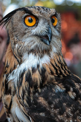 Buff Eurasian Eagle-owl, Birds Theme