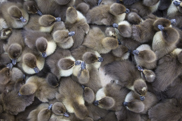 Ducklings