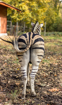 animal zebra from the tail wagging tail