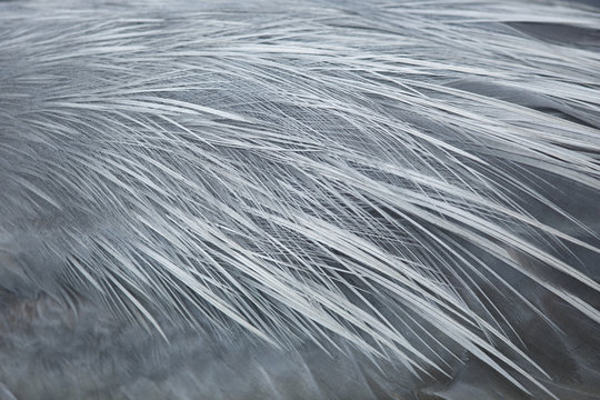 Feather Detail