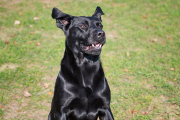 Fototapeta premium Black dog in the park at sunny day.
