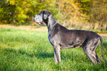 Merle great dane dog