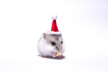 Cute hamster with santa hat on white background.