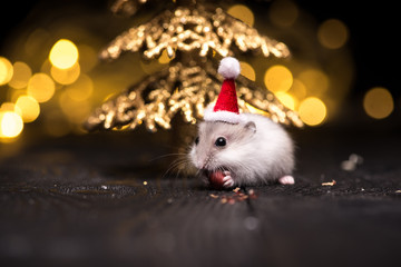 Cute hamster with santa hat on bsckground with christmas lights. - 178328780