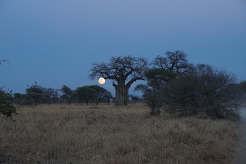 Obraz premium Safari Tarangire Nationalpark Tansania