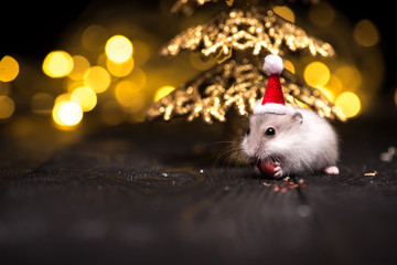 Cute hamster with santa hat on bsckground with christmas lights.