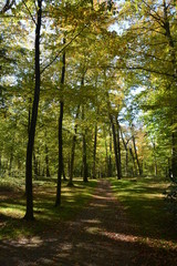 Weg im herbstlichen Wald im Sonnenlicht