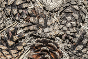 background of fallen cones
