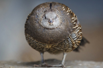 partridge