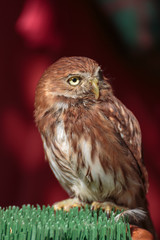 Portrait of Little Burrowing Owl with Brown Plumage and Yellow E
