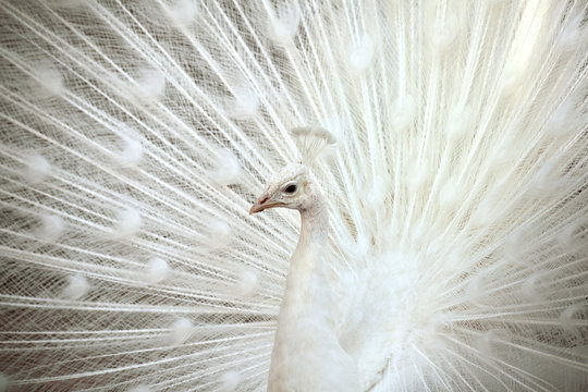 White Peacock With Feathers Open