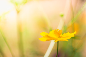 Fototapeta na wymiar Yellow flower using nature background