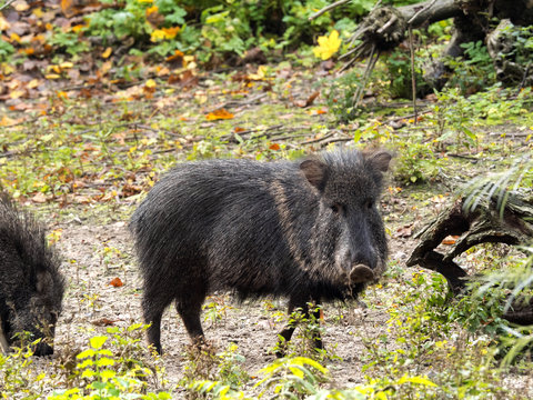 Chacoan peccary, Catagonus wagneri in South America represents pigs